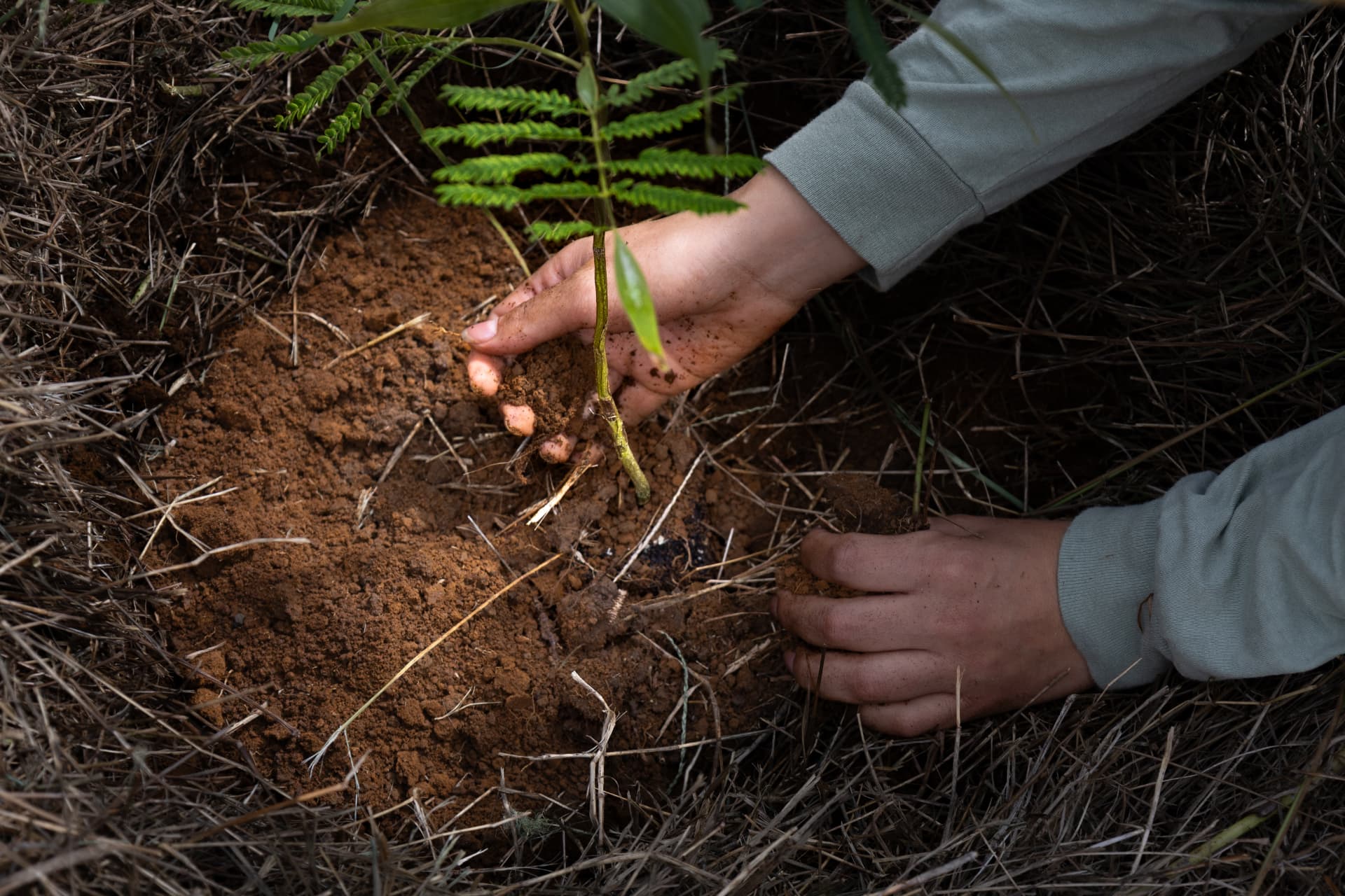 Forestry team member planting a young Koa sapling in the soil