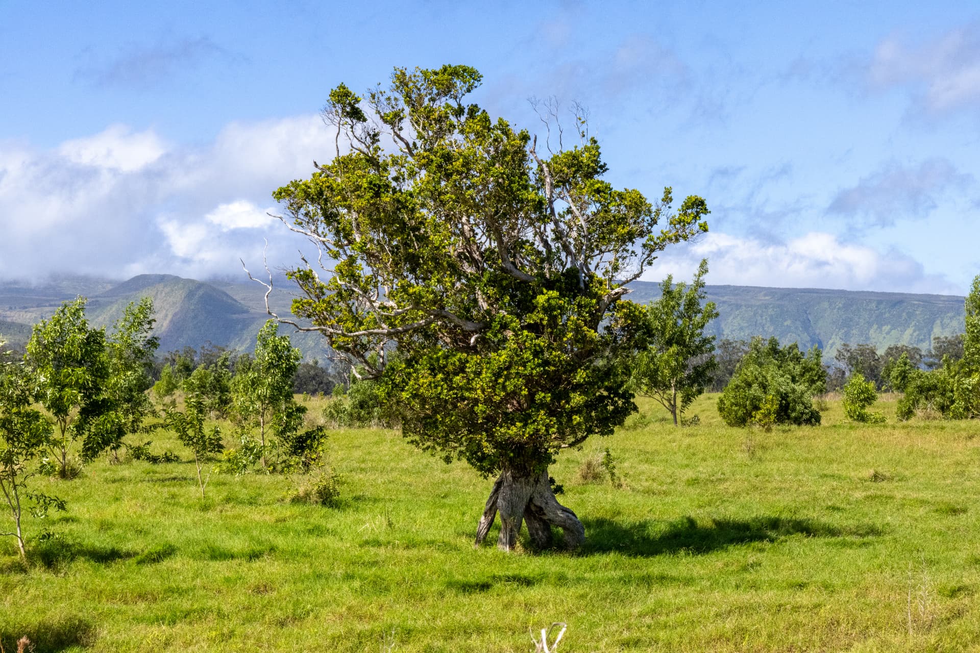 A native tree stands in a restored Hawaiʻi grassland with mountains in the distance