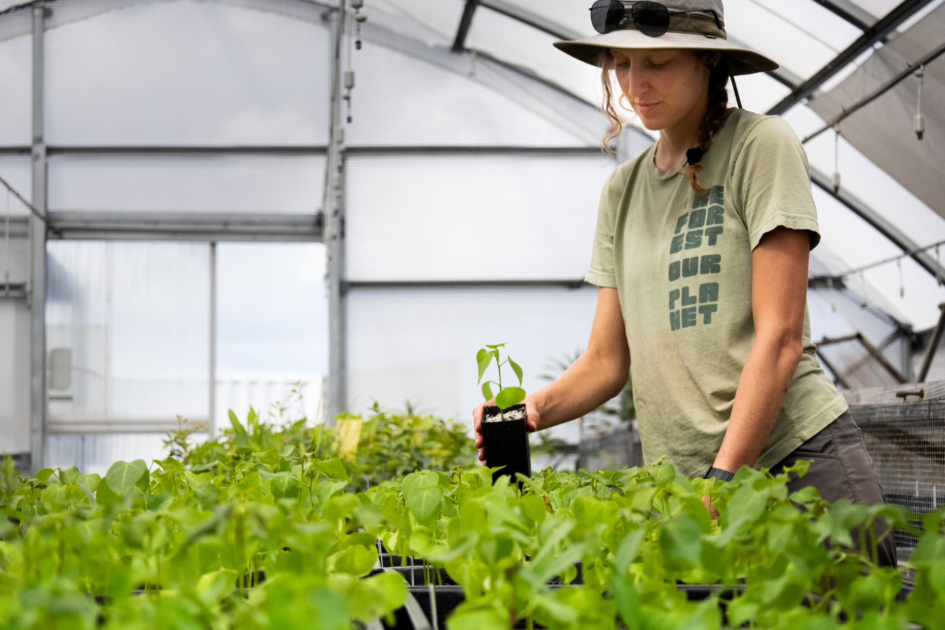 A nursery technician inspecting a native seedling among trays of young plants