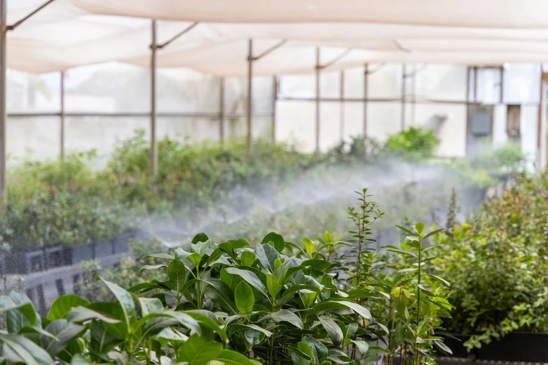 Shade-covered nursery beds of native seedlings being misted with water