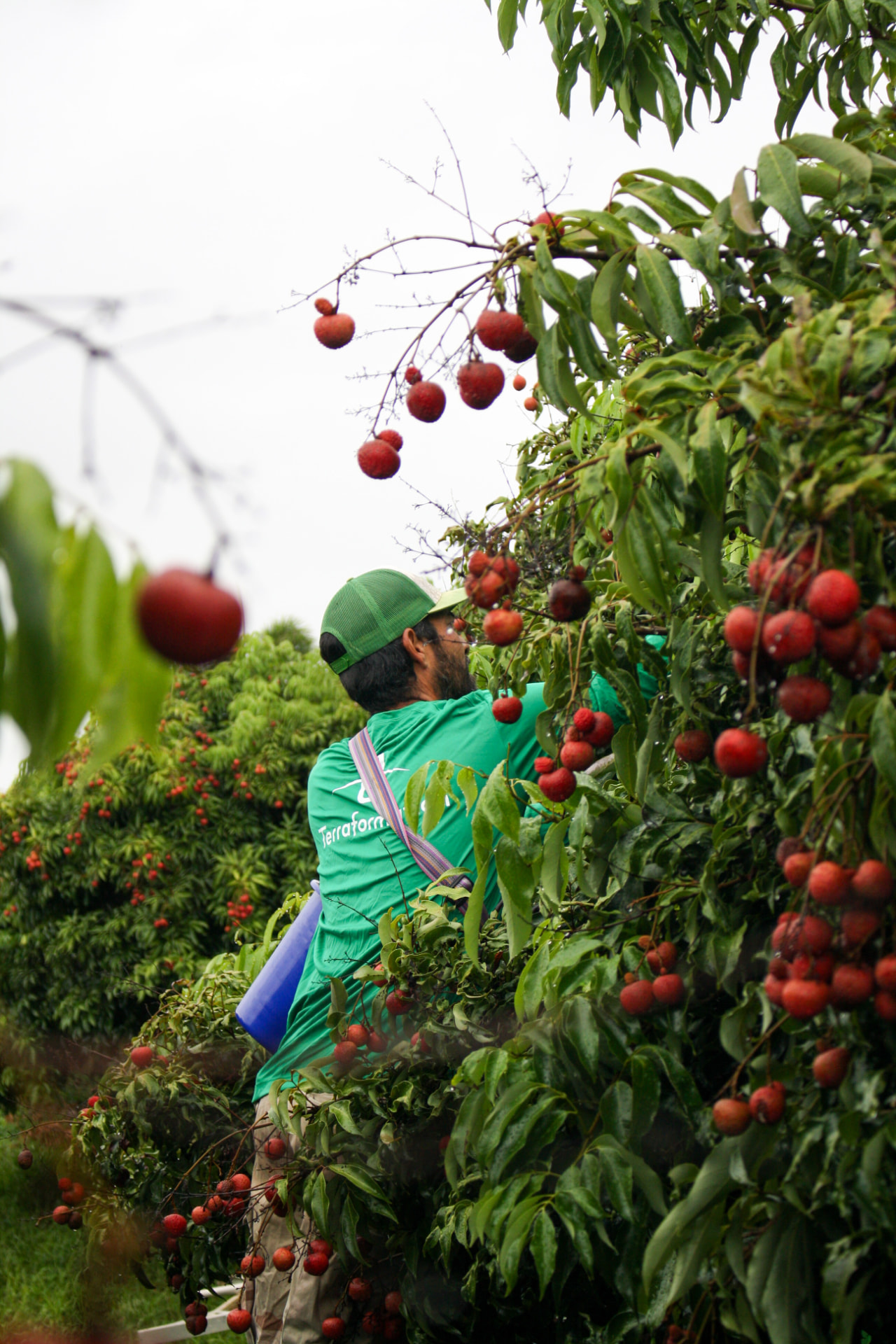 A Terraformation team member harvesting bright red fruit among lush green branches