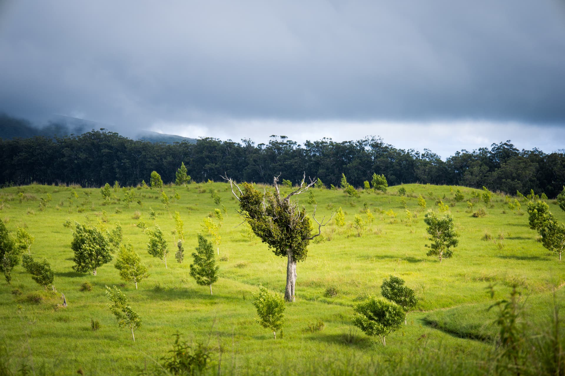 Young native trees growing across a restored pasture under low clouds