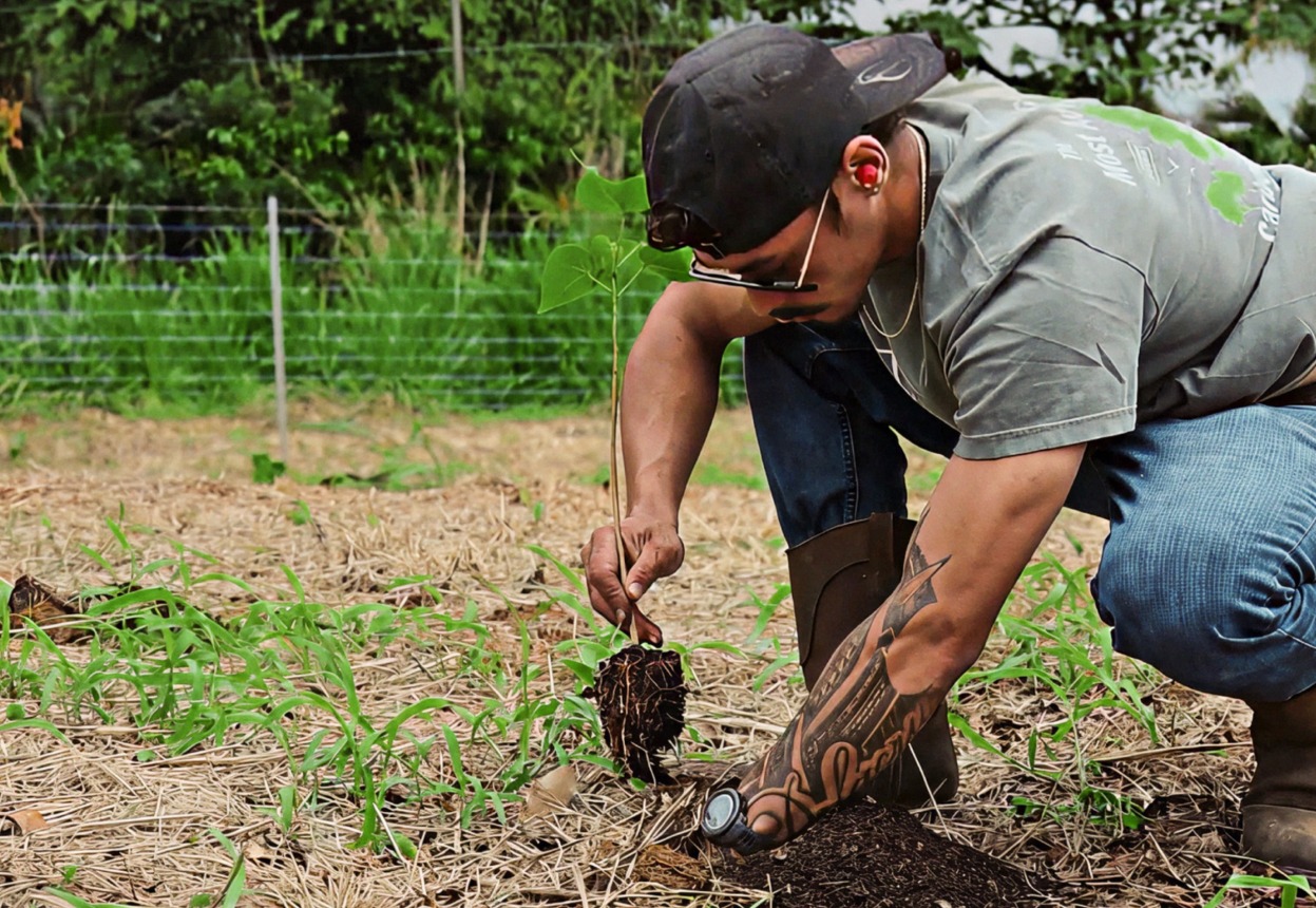 A field team member planting a native tree seedling at a Terraformation restoration site